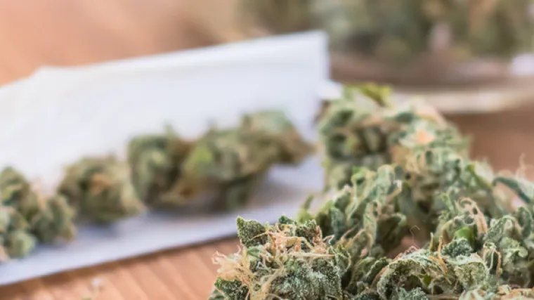 Umirovljenik objavio fotografije jointa, nasada konoplje i su&scaron;ene marihuane