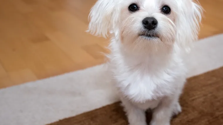 U tragičnoj nesreći kraj Bjelovara maltezer ostao bez svojih vlasnika: udomit će ga čovjek koji ga je spasio