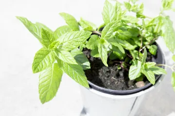 Menta: savjeti za uspješan uzgoj mente