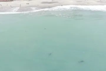 Sve što su u jednom trenu čuli bilo je - 'Mirno izađite, oko vas je 15 velikih bijelih psina'