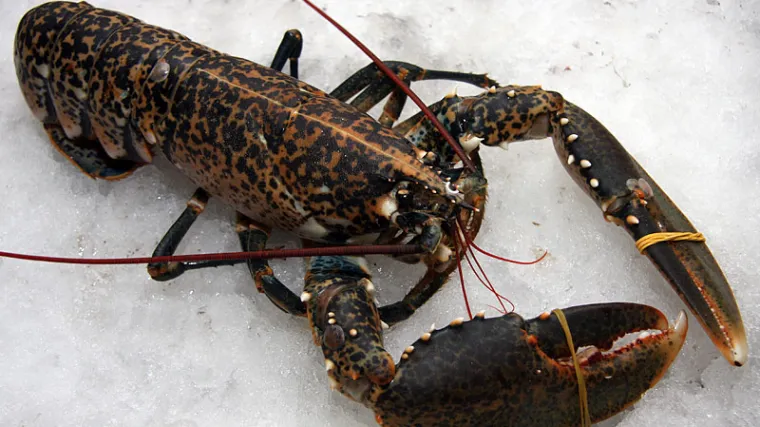 Pao upravni savjetnik podmićen jednim hlapom: državu o&scaron;tetio za 250 kuna