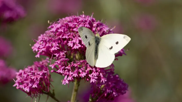 Valerijana čaj - naučite kako se pravi valerijana čaj