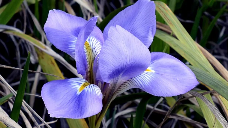 Iris cvijet - saznajte koje su karakteristike cvijeta iris