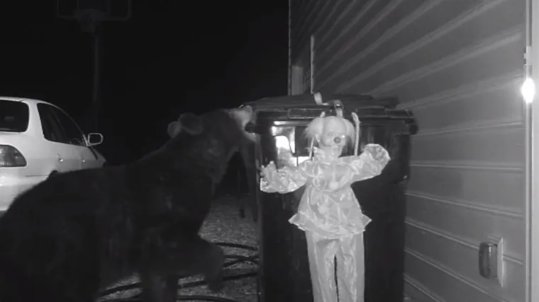 Zastra&scaron;ujući klaun prestra&scaron;io medvjeda lopova