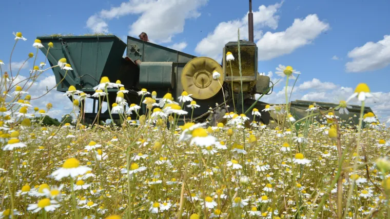 Poljoprivrednici zasukali rukave: posjetili smo najveću plantažu sibirske borovnice u Hrvatskoj