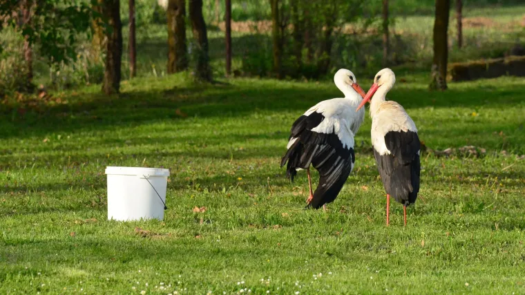 Klepetan i Malena mijenjaju zakone: Libanon zbog njih ukinuo ubijanje ptica selica