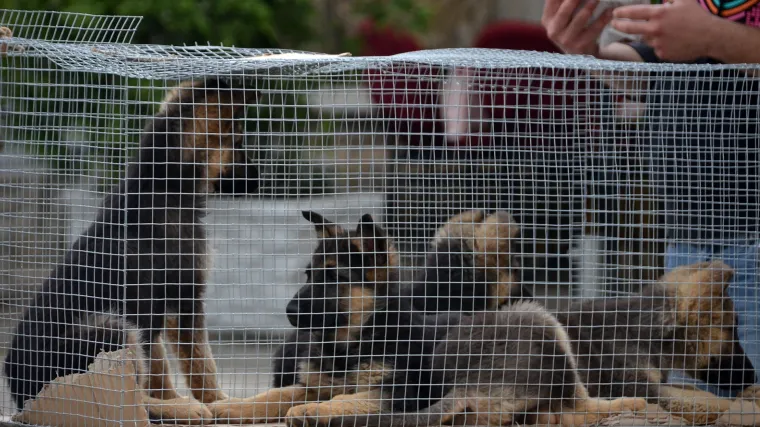 Hrvatska napokon dobiva novi zakon o za&scaron;titi životinja: zabranjuju se usmrćivanja napu&scaron;tenih životinja