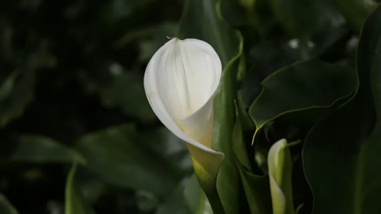 Cvijet kala - kako se brinuti za kala cvijet