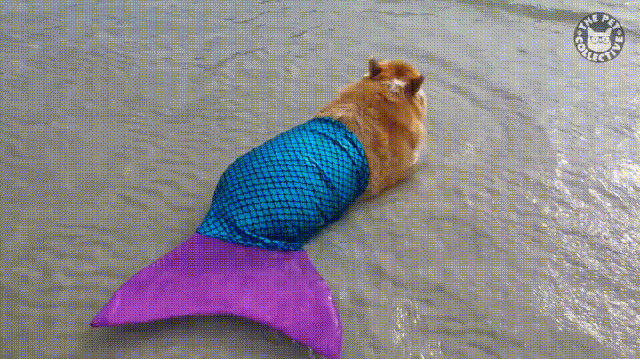 Sirene su slađe nego &scaron;to smo mislili