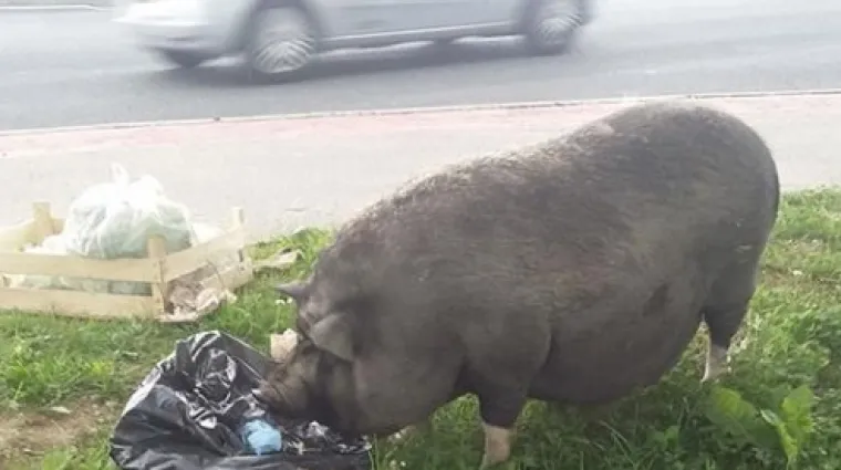 Odbjegla svinja luta Zagrebačkom avenijom, nitko ne zna odakle je pobjegla