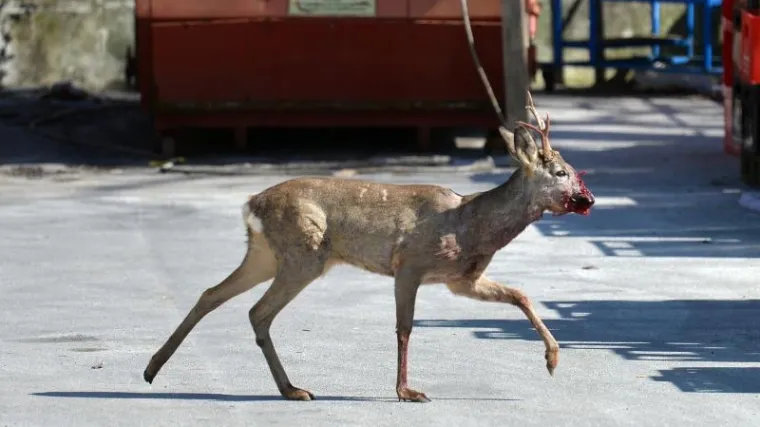 Na A1 se vozi 40 na sat, Jadranska magistrala bez kamiona, trajekti u prekidu