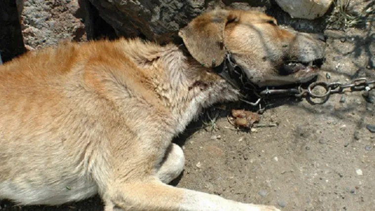 Objesio psa na lanac i pustio ga da ugine: Kninjaninu prijeti godina dana zatvora