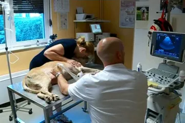 Donna ima 14 godina i bolesti se lijepe na nju: hoće li je veterinar Branimir uspjeti spasiti?