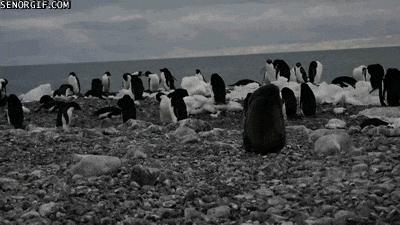 Kad se rodi&scaron; kao crna ovca