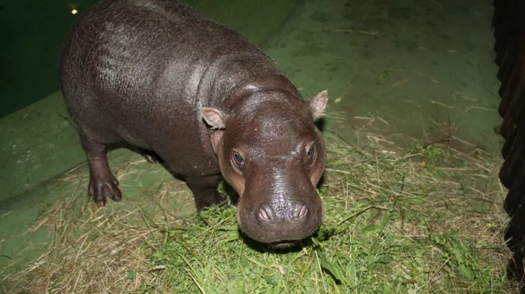 Novi stanovnik Maksimira: u zagrebački ZOO stigla patuljasta vodenkonjica