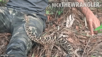 Ima jako jednostavan savjet protiv zmija, no 90 posto ljudi ga svejedno neće slu&scaron;ati