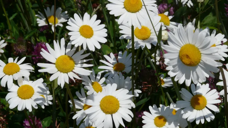 Ivančica cvijet: sadnja, uzgoj i održavanje ivančice