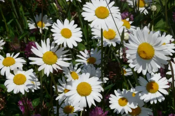 Ivančica cvijet: sadnja, uzgoj i održavanje ivančice