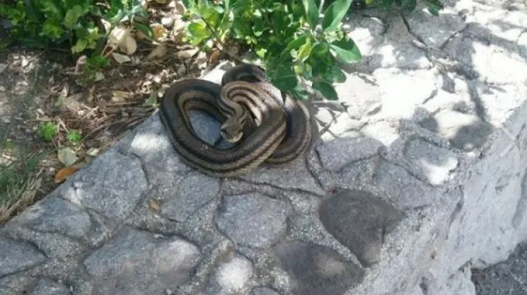 Ako vidite ovu zmiju kako se sunča, ne ubijajte je! Bezopasna je i korisna