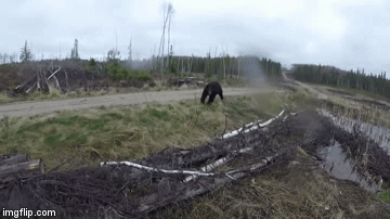 Napao ga ogromni medvjed, a srećković je pro&scaron;ao samo s nekoliko masnica