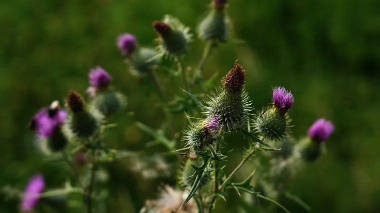 Sikavica biljka - naučite koje su karakteristike biljke sikavica