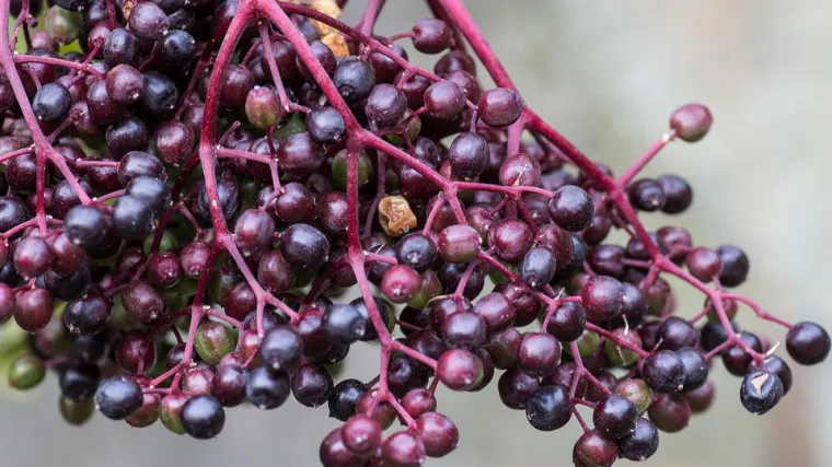 Crna bazga &ndash; sve &scaron;to trebate znati o crnoj bazgi