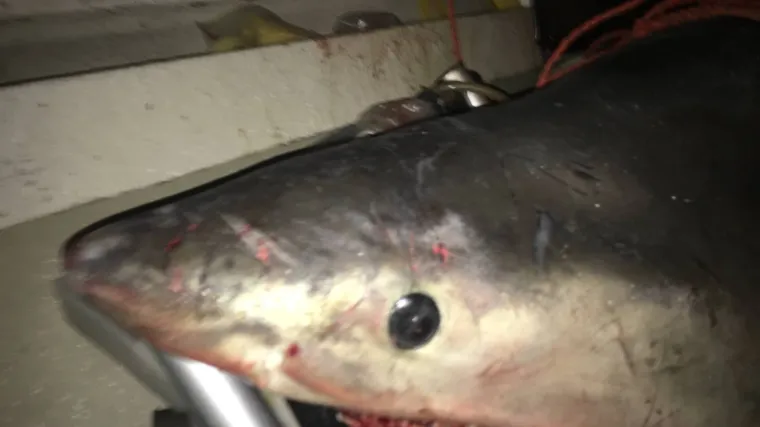 'Zurila je u mene i ja u nju, mislio sam - sad sam gotov'