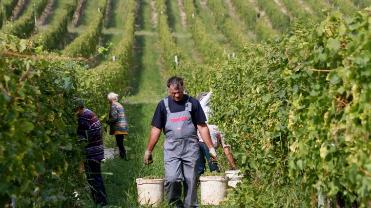 Sudbina Agrokora posebno se prati u Slavoniji: od tog koncerna tamo živi 2.360 obitelji!