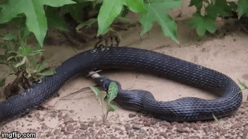 Najluđi prizor kojeg ćete danas vidjeti, zmija povratila drugu zmiju koju je već počela probavljivati