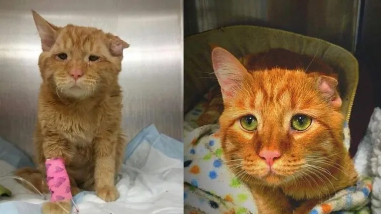 Fotografije koje će vas dirnuti: psi i mačke prije i nakon &scaron;to im se osmjehnula sreća