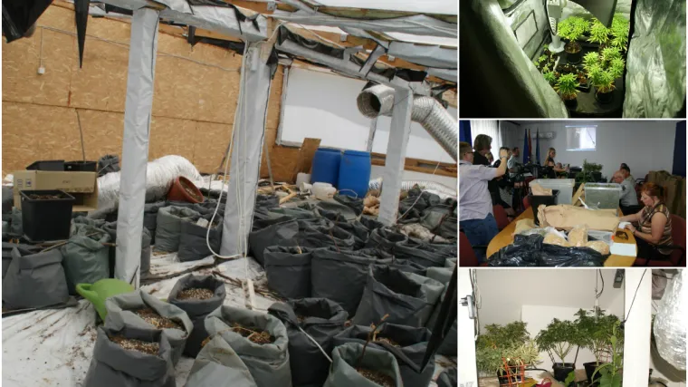 'Cijelo selo je ostajalo bez struje jer je bivši policajac uzgajao travu u staji'