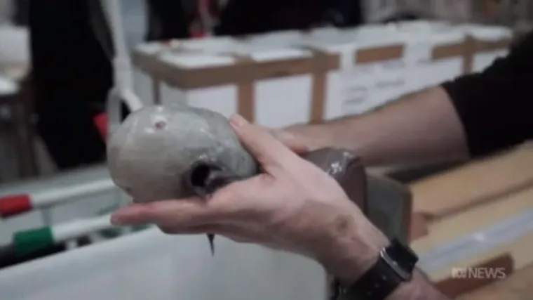 Pogledajte misteriozno stvorenje koje znanost naziva spektakularnim