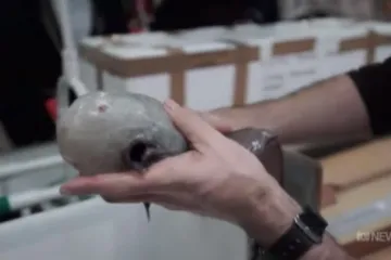 Pogledajte misteriozno stvorenje koje znanost naziva spektakularnim