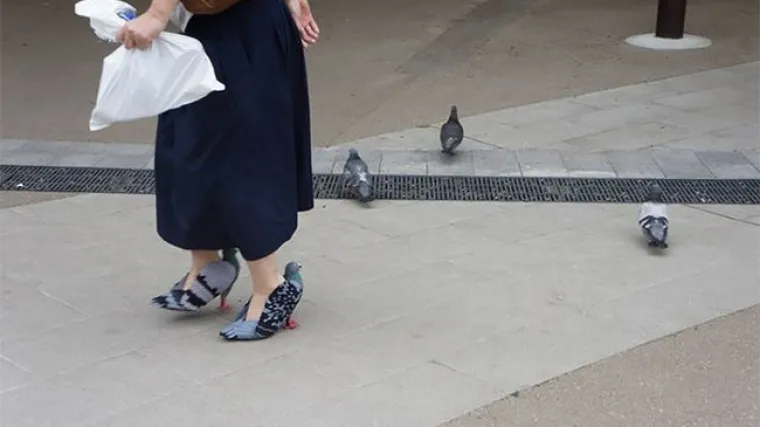 Kako se 'sprijateljiti' s golubovima? Napravite golub-cipele