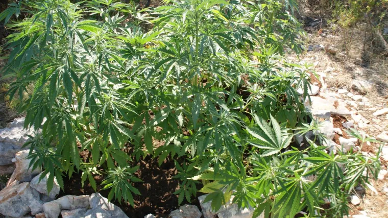 Zasadili plantažu pa drogu besplatno davali učenicima