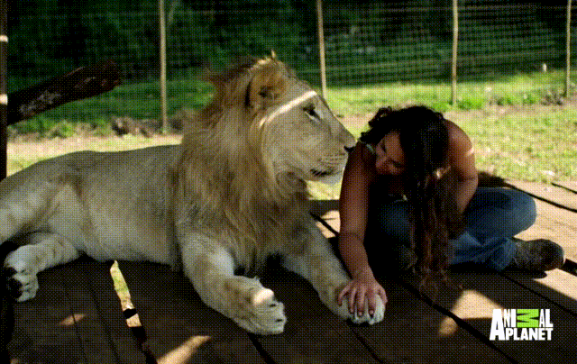 Kad maca odluči dati pusu