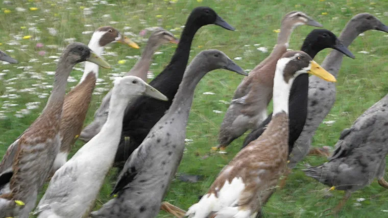 Rješavaju brojne glavobolje OPG-ovaca, poput kućnih ljubimaca su i - zgrću novac!