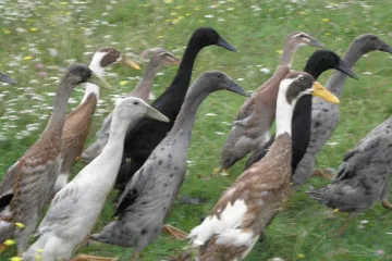 Rješavaju brojne glavobolje OPG-ovaca, poput kućnih ljubimaca su i - zgrću novac!