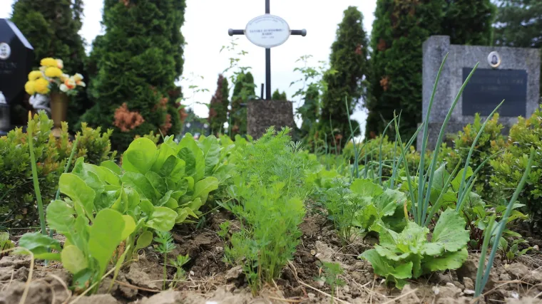 Bizarni vrt u Valpovu: netko uzgaja povrće na grobu ove žene, a njen sin nema pojma za to