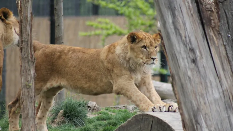 Slavi se rođendan Zoolo&scaron;kog vrta grada Zagreba, ali i prvi rođendan lavića Tume i Uzuri