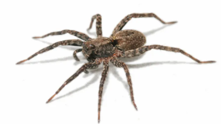 Žalila se na glavobolju, pa joj iz uha izvukli živog pauka