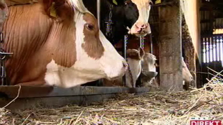 Muzikom do mlijeka: zagorski farmeri kravama pu&scaron;taju domaću glazbu i dobivaju vi&scaron;e mlijeka