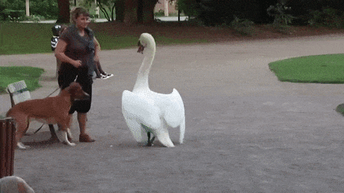 Labud je pravi kralj džungle