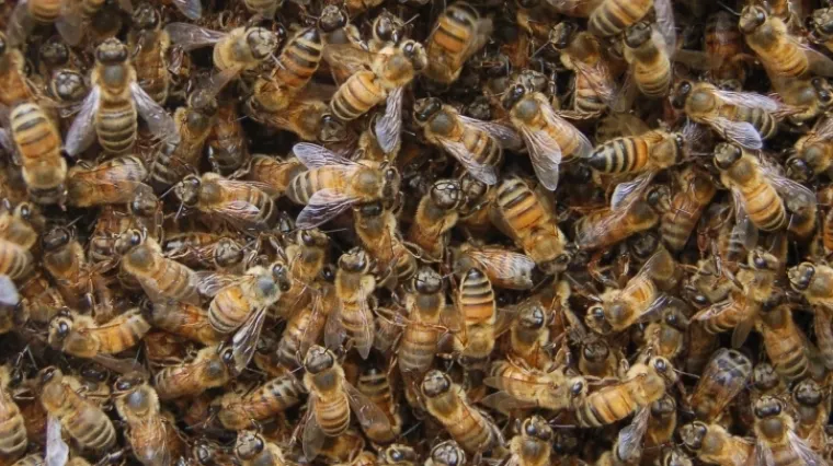 Slovenija želi pčele proglasiti ugroženom vrstom