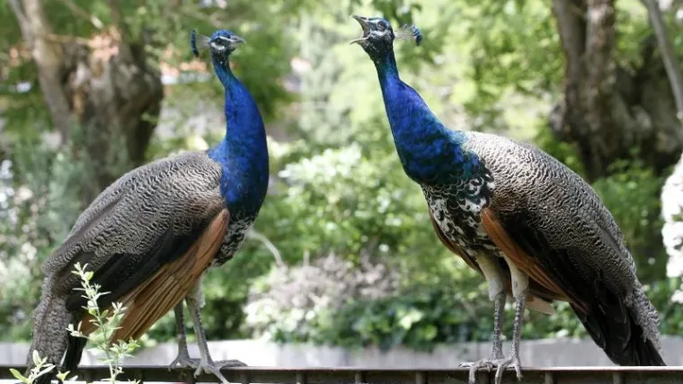 Paunovi napadaju: Splićani tvrde da im najljep&scaron;e ptice svijeta uni&scaron;tavaju život
