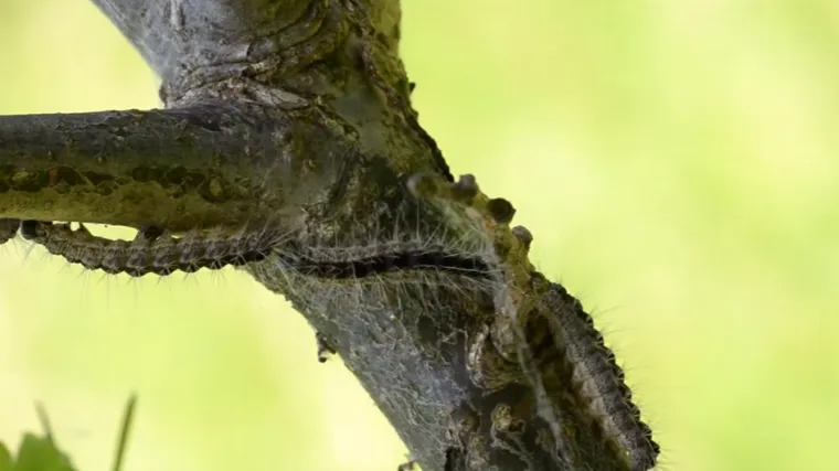 Opasne gusjenice otrovale učenike na izletu: čak 59 zagrebačkih osnovno&scaron;kolaca dobilo alergijsku reakciju