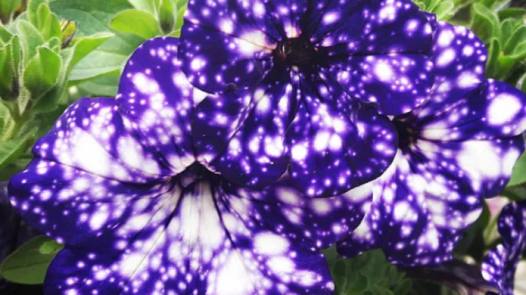 Odu&scaron;evljene smo ovim svemirskim petunijama (izgledaju stvarno magično)