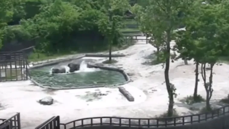 Slonovi u zoološkom vrtu spasili mališana od utapanja u bazenu