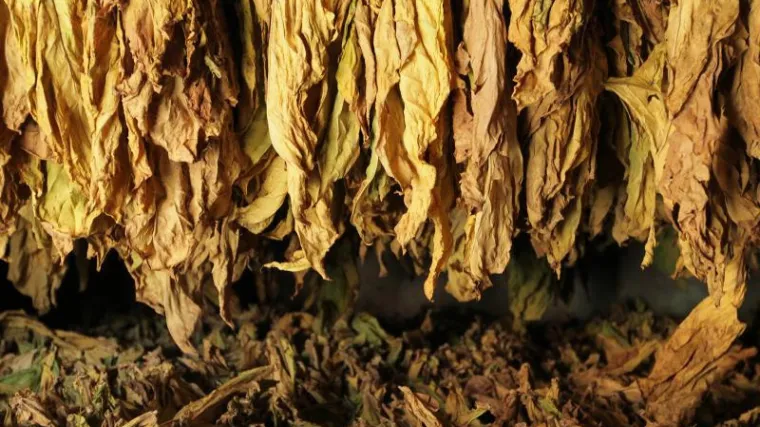 Sedmorka pala zbog &scaron;verca: u Hrvatsku prokrijumčarili gotovo 30 tona duhana