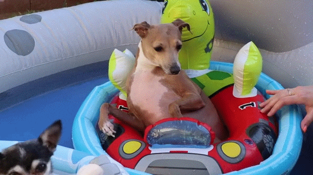 Svaki pas ima svoj dan